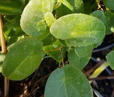 Epimedium grandiflorum 'Nanum'